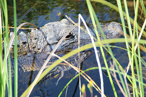 An up close photo of a mother alligator swimming with a hatchling.