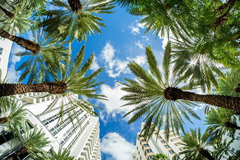 A stock photo of palm trees on Brickell Key in Downtown Miami, Florida.