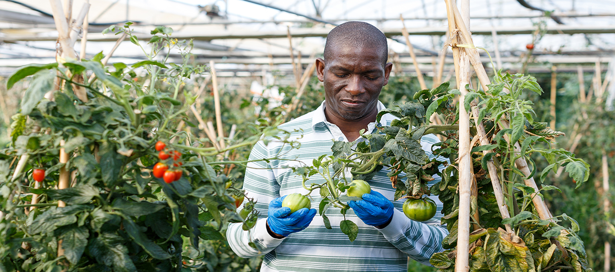 A stock photo of a man cultivating tomatoes. 