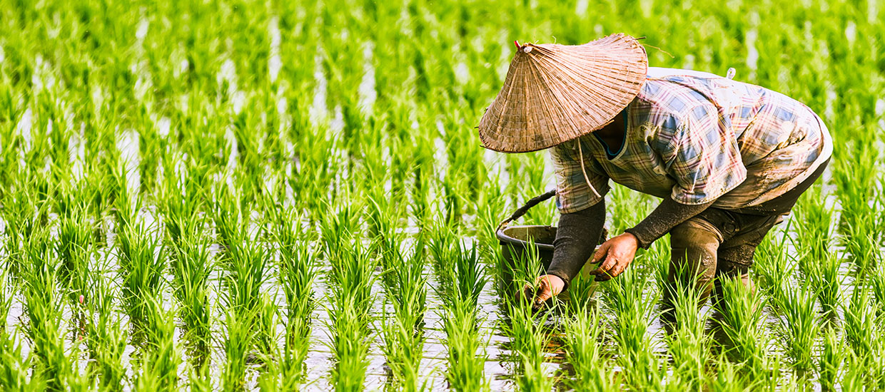 This is a stock photo. A rice paddy in Vietnam.