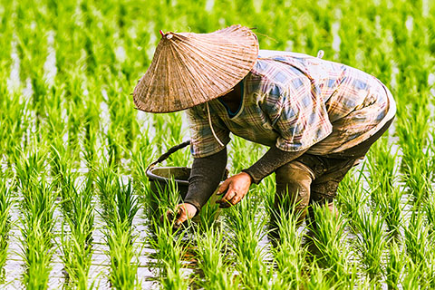 This is a stock photo. A rice paddy in Vietnam.