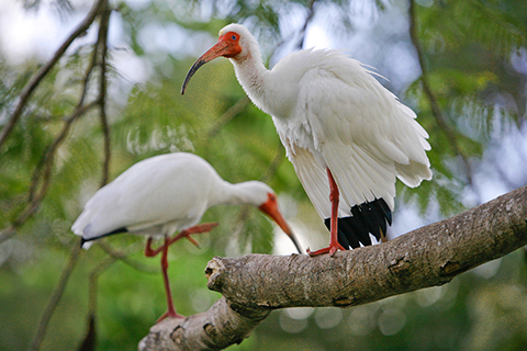 A photo of an Ibis which is the University of Miami mascot.