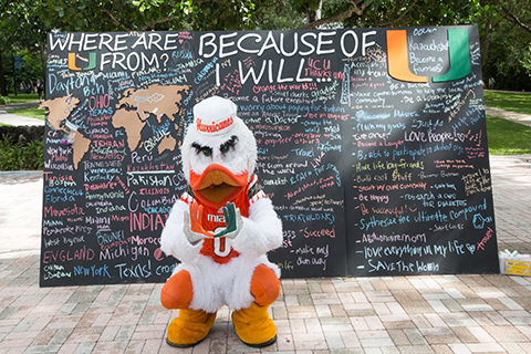 A photo of Sebastian the Ibis standing in front of the "Where are U from?" board at the University of Miami Coral Gables Campus.